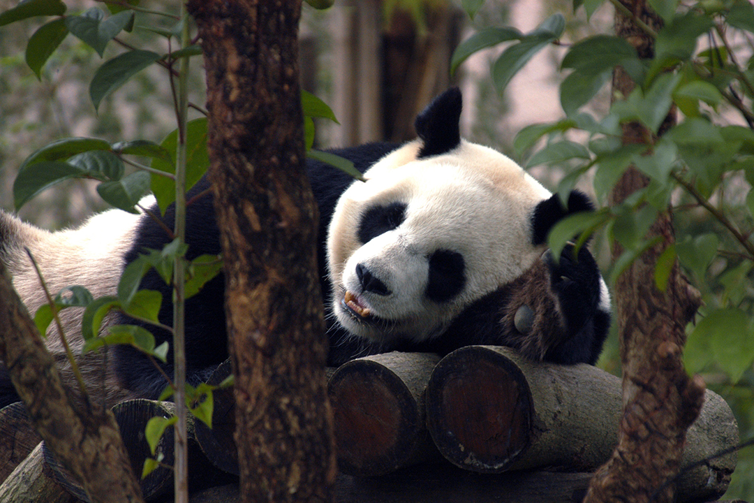 Taiwan, Taipei Zoo, Giant Panda