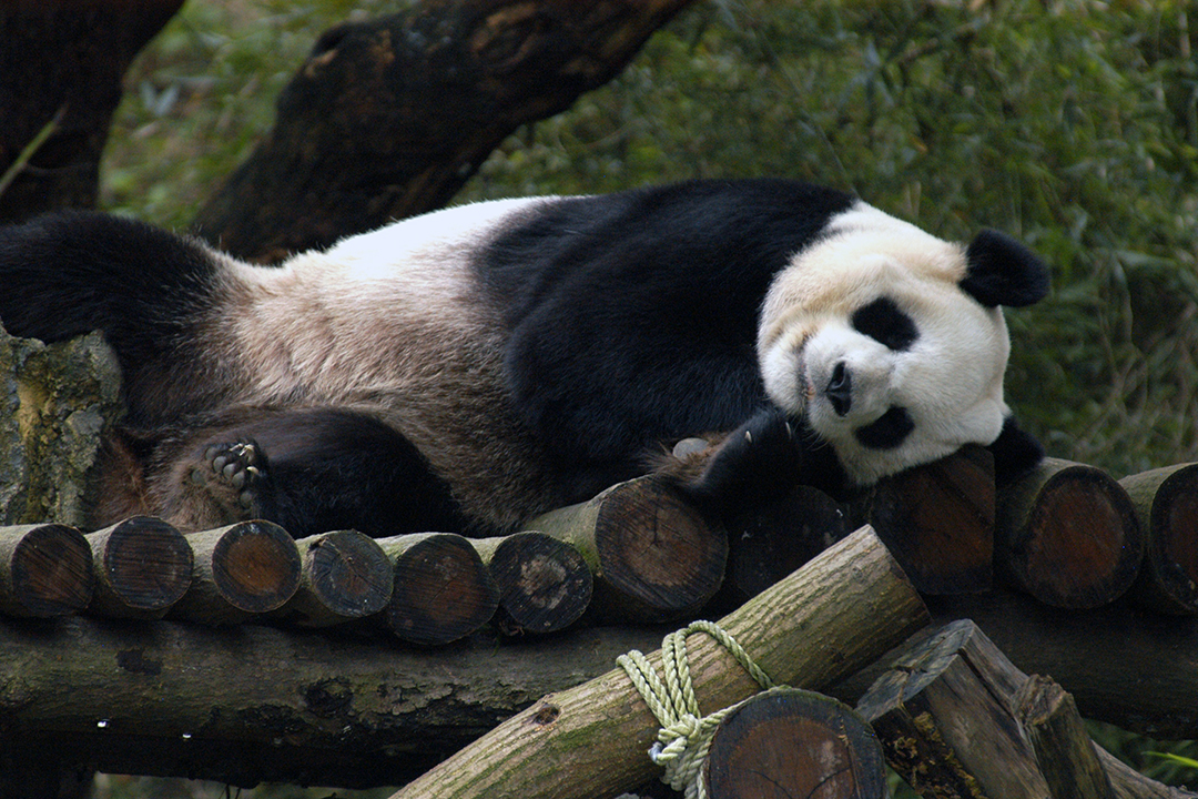 Taiwan, Taipei Zoo, Giant Panda