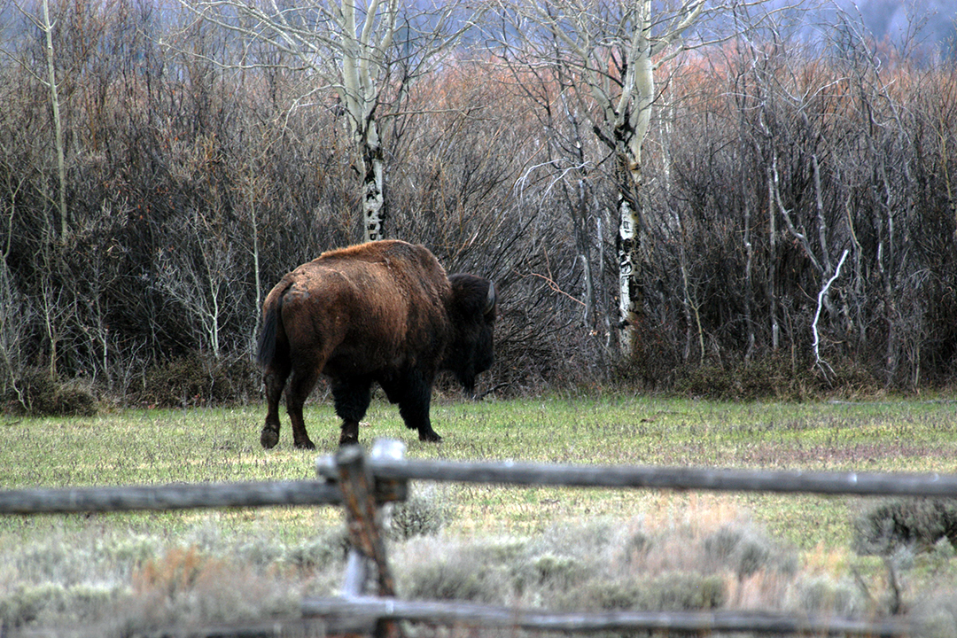 USA, Grand Teton National Park, Bison