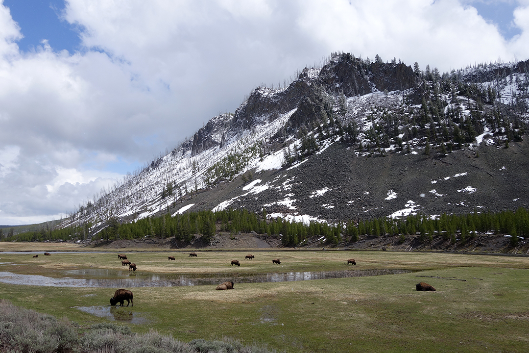 USA, Yellowstone National Park, Bison