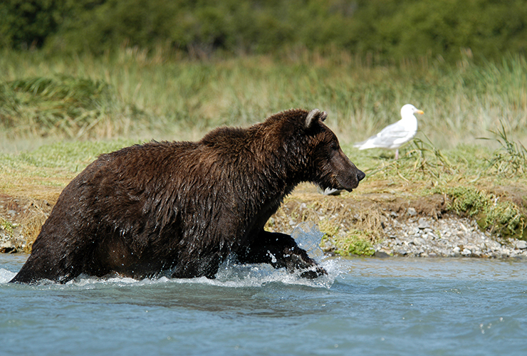 États-Unis, Alaska, Ours Bruns
