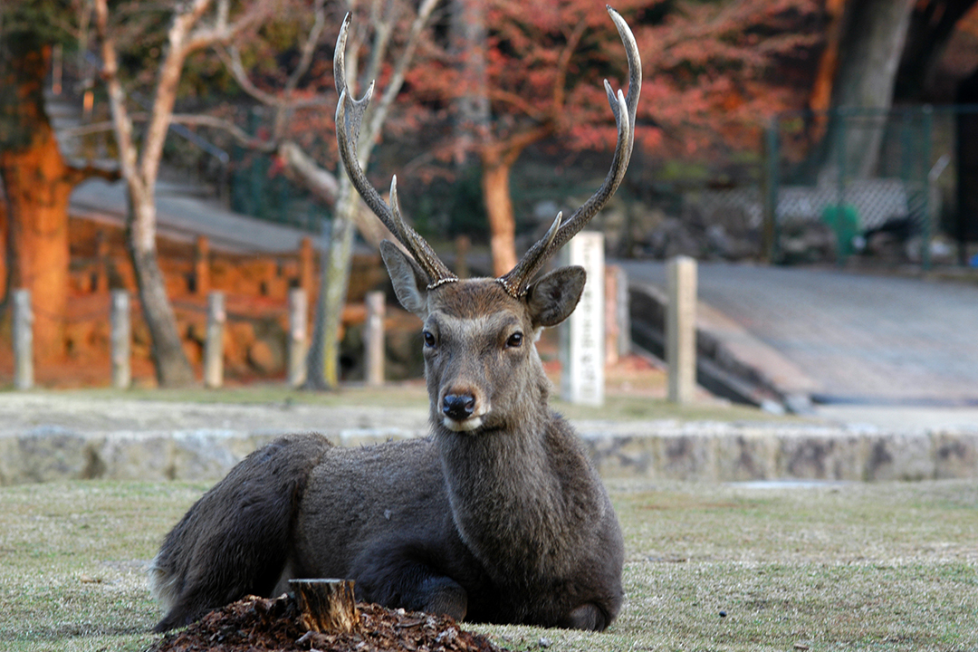 Japan, Deer in Nara Park