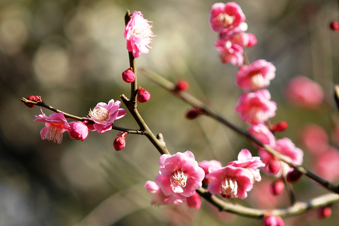 Japan, Tokyo, Cherry Blossom