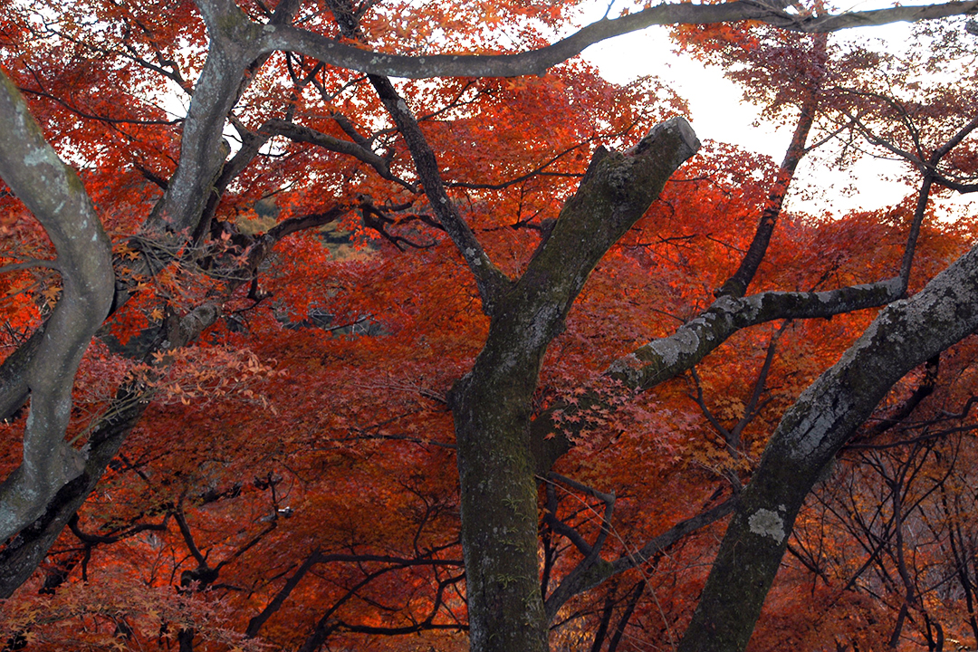 Japan, Kyoto, Autumn Foliage