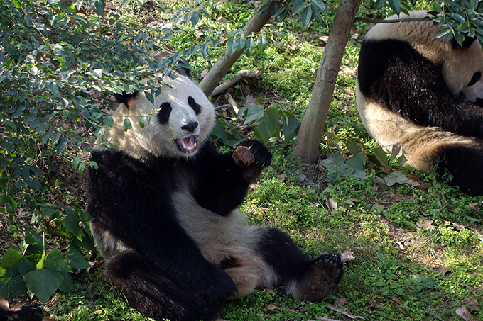 China, Chengdu Research Base of Giant Panda Breeding