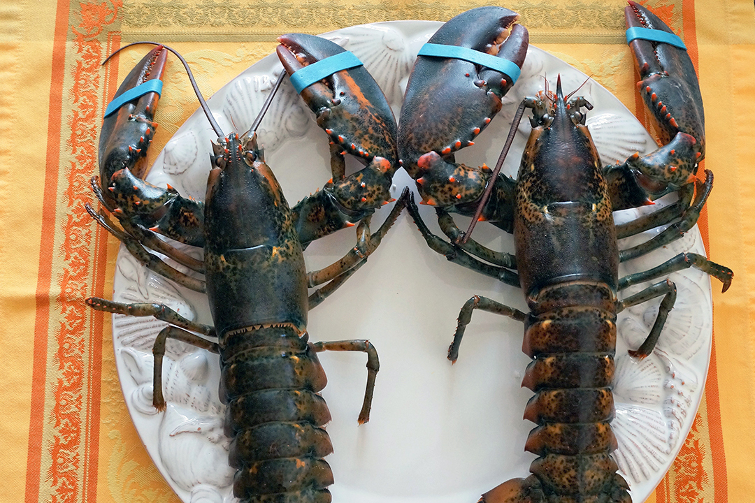 Lobsters