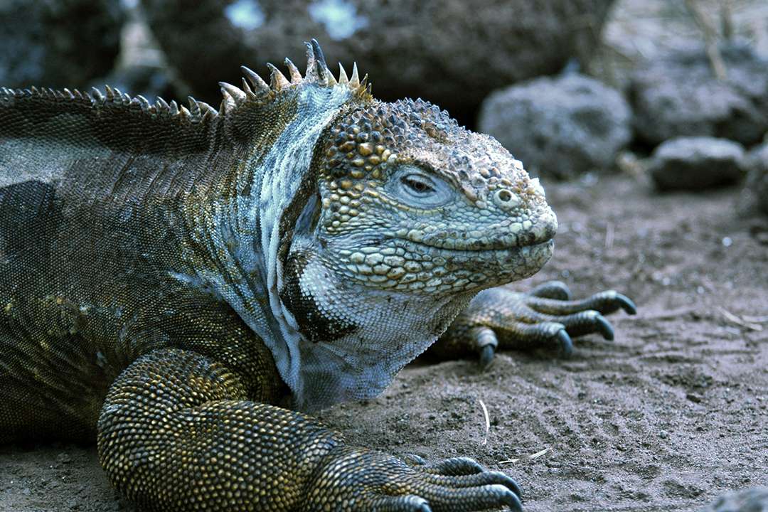 Galapagos, North Seymour Island, Land Iguana