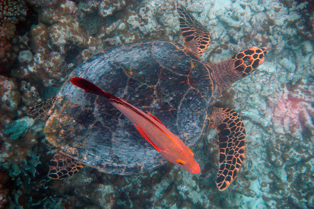 Maldives, Coral Reefs, Turtle