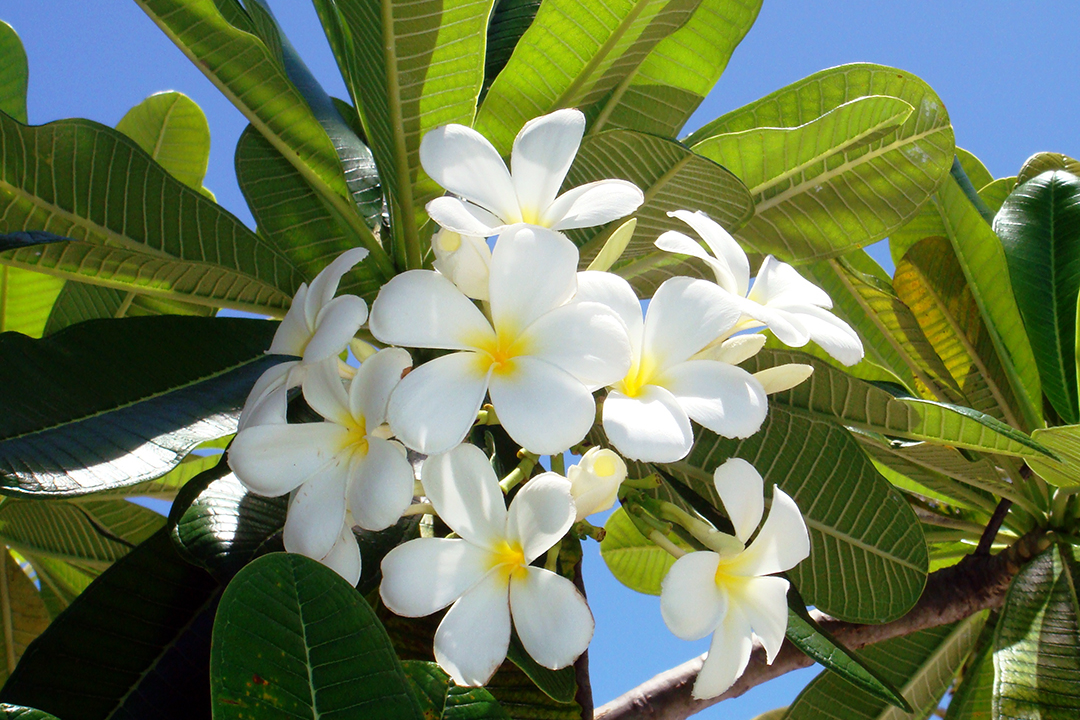Polynesia, Bora Bora, Flowers