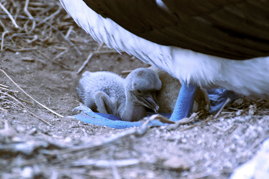 Galapagos, Espanola Island, Blue-Footed Booby Chick