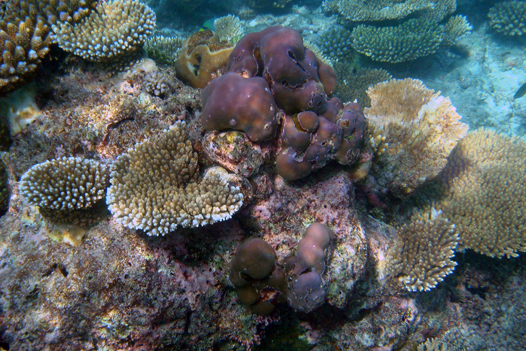 Maldives, Coral Reefs
