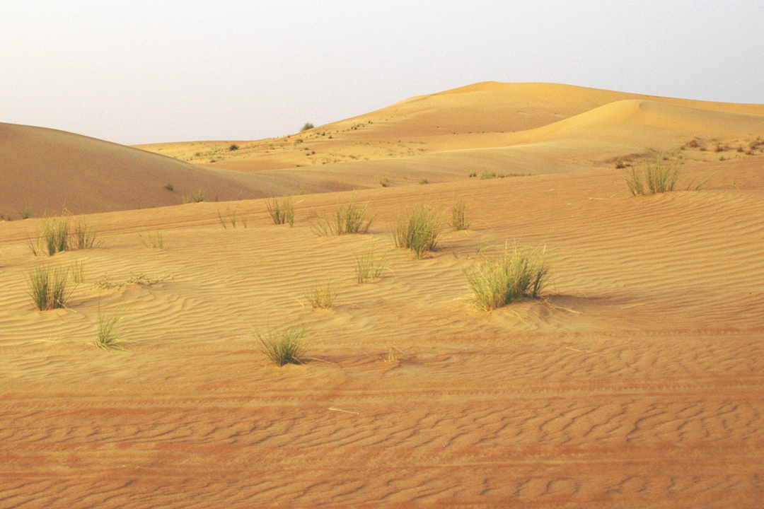 UAE, Dubai Desert