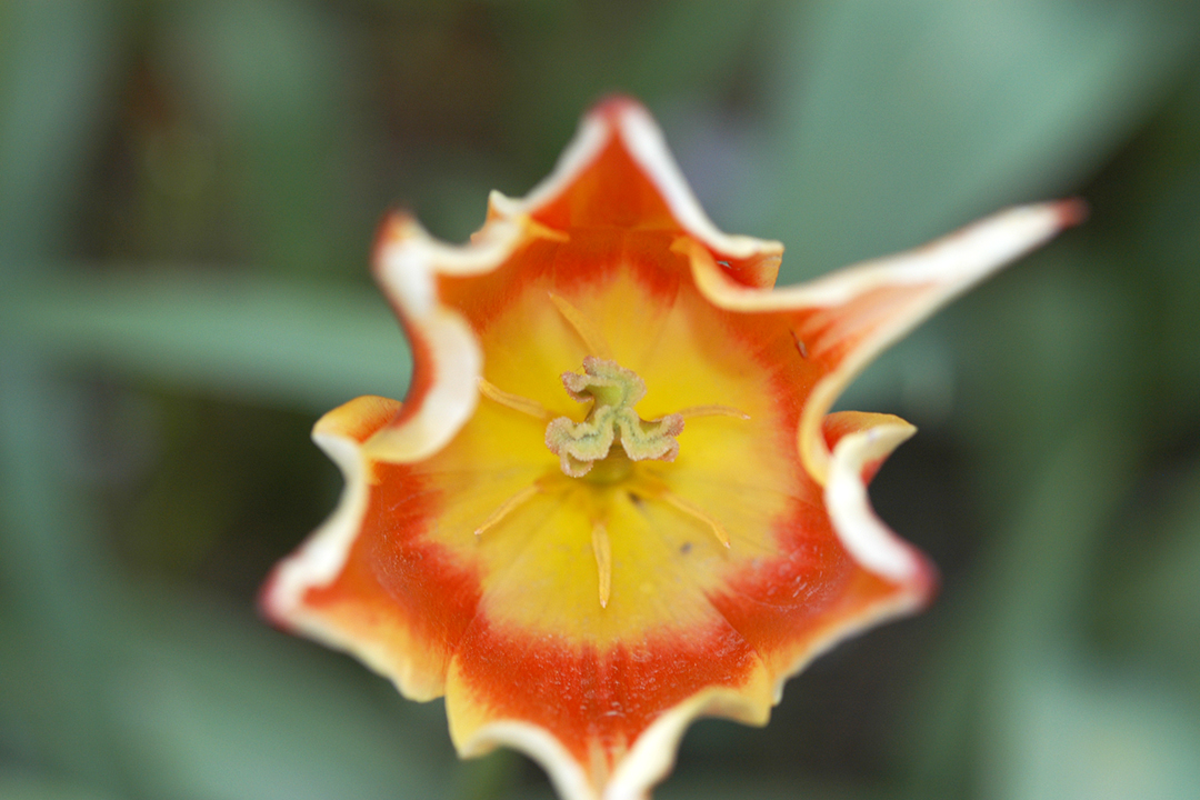 USA, Skagit Valley Tulip Festival, Orange Tulip