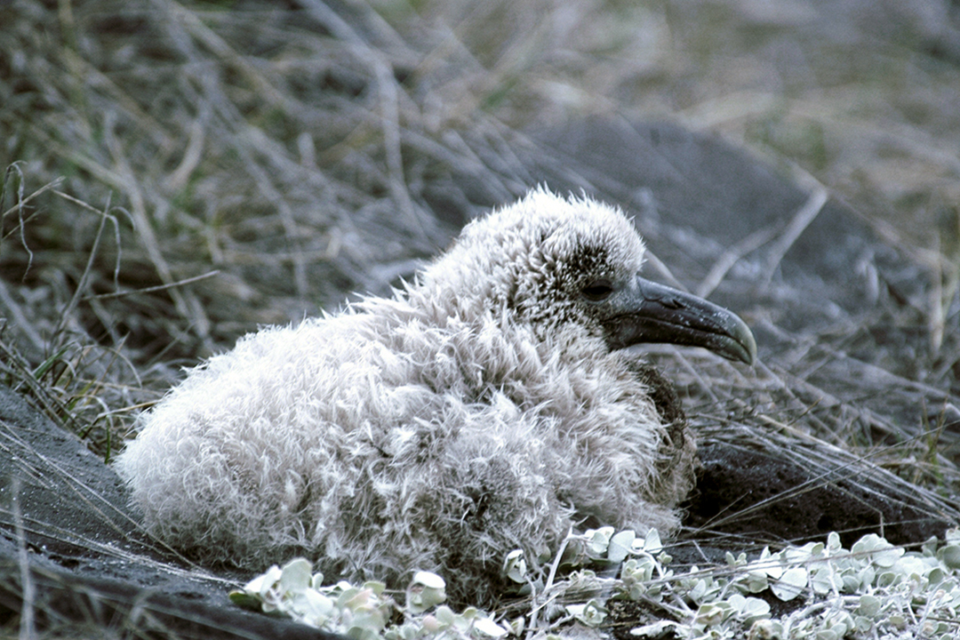 Galapagos, Espanola Island, Albatross Chick