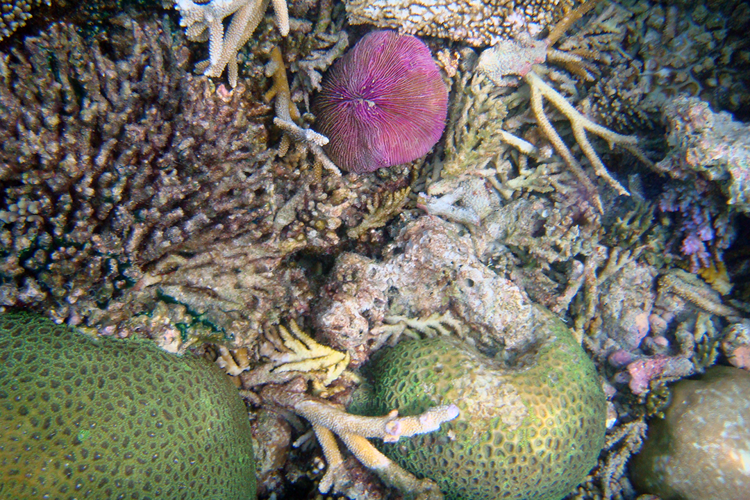 Maldives, Coral Reefs