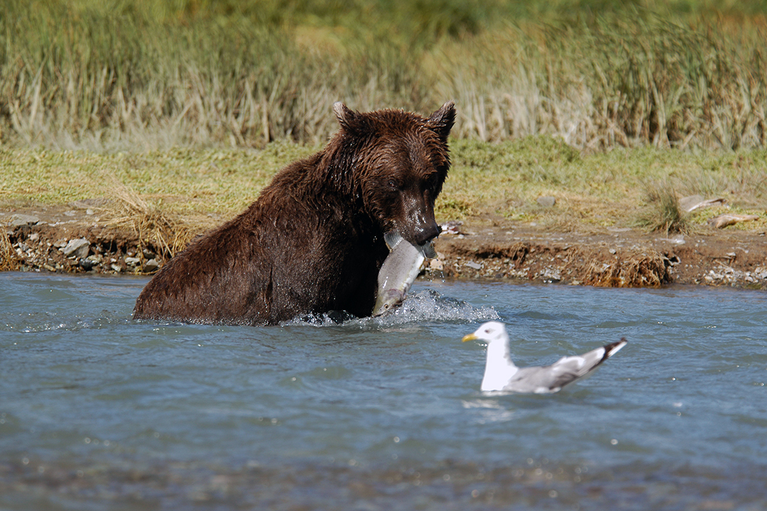 USA, Alaska, Brown Bear