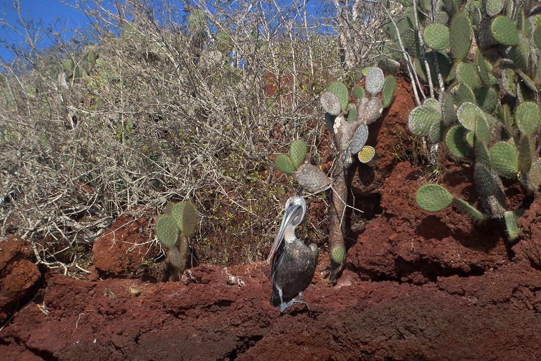 Galapagos, Rabida Island, Brown Pelican