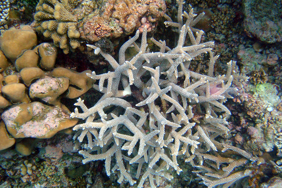 Maldives, Coral Reefs