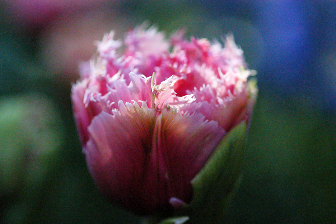 USA, Skagit Valley Tulip Festival, Pink Tulip