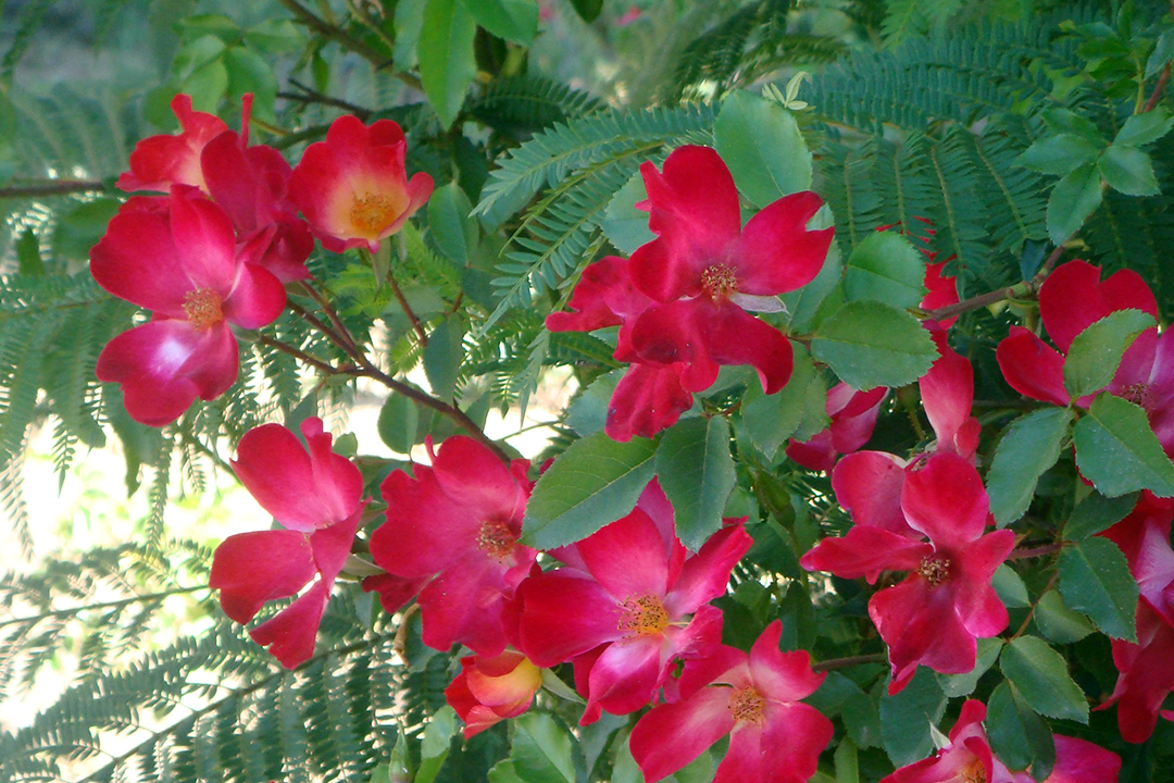 Chile, Flowers