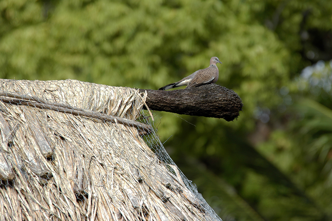 Fiji, Qamea Island, Bird