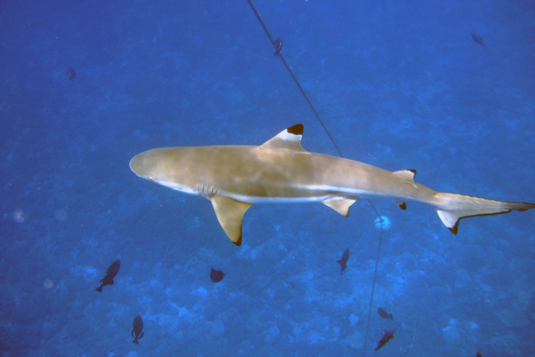 French Polynesia, Bora Bora, Shark