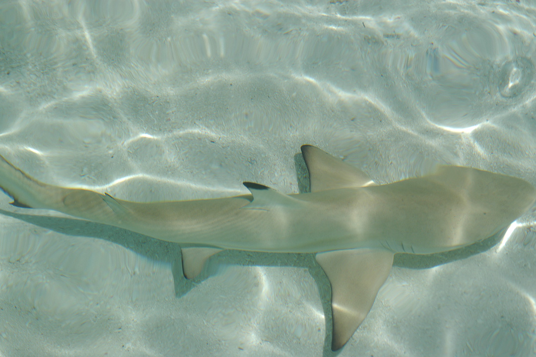 Maldives, Rangali Island, Lemon Shark