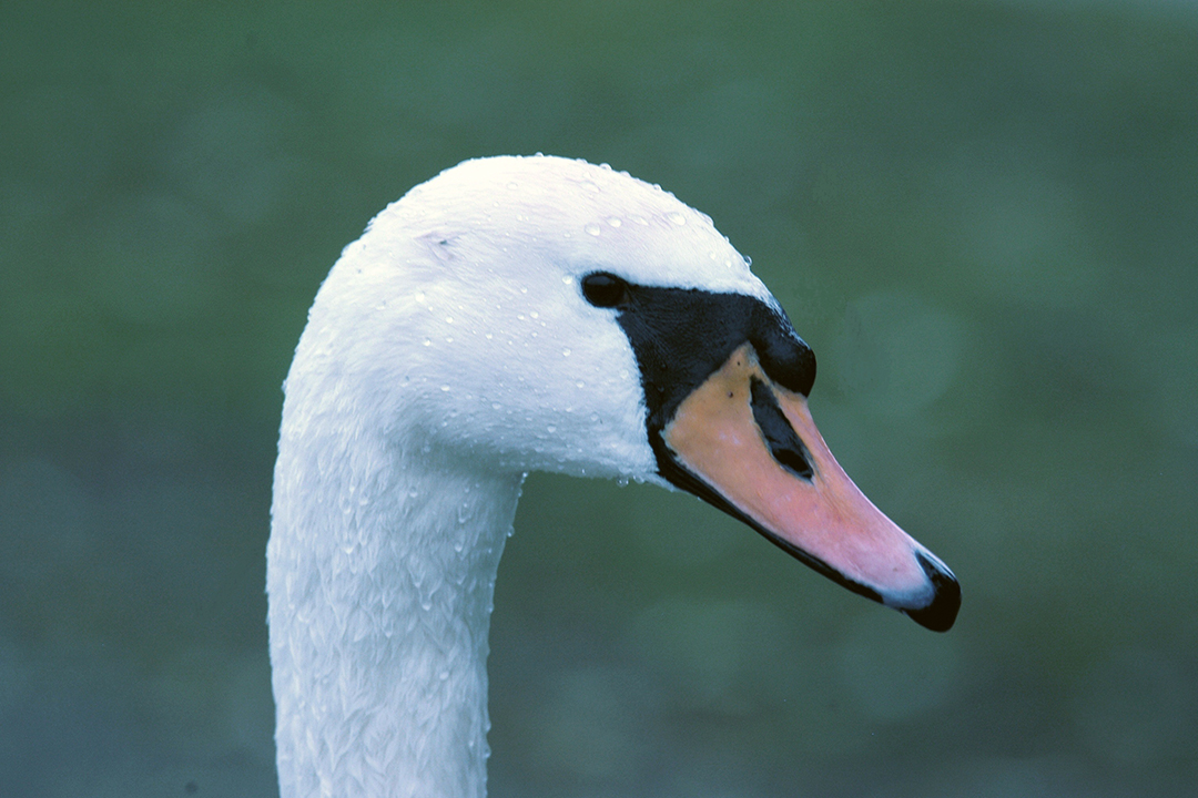 Austria, Schloss Leopoldskron, Swan