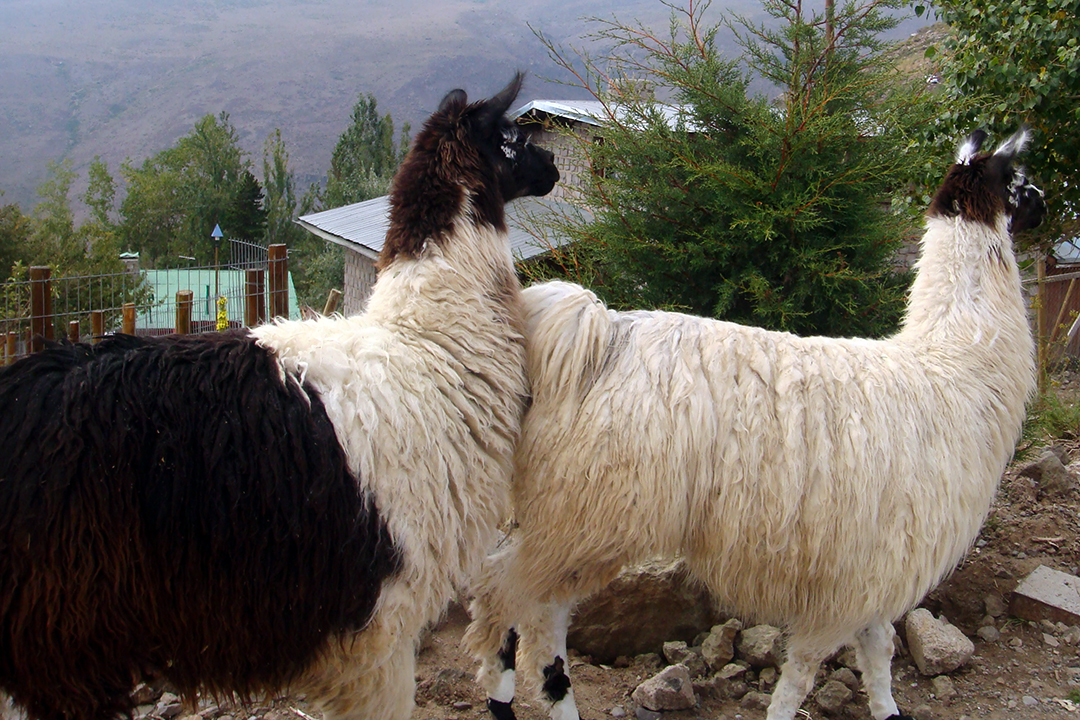 Chile, Andes Mountains, Alpacas