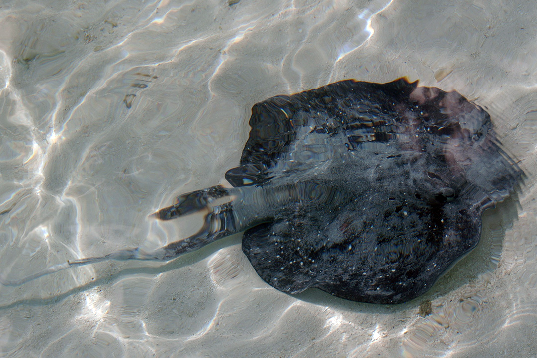 Maldives, Rangali Island, Manta Ray