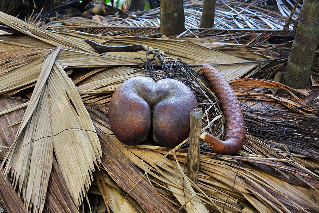 塞舌尔、普拉兰岛、Vallée de Mai Nature Reserve, Coco de Mer