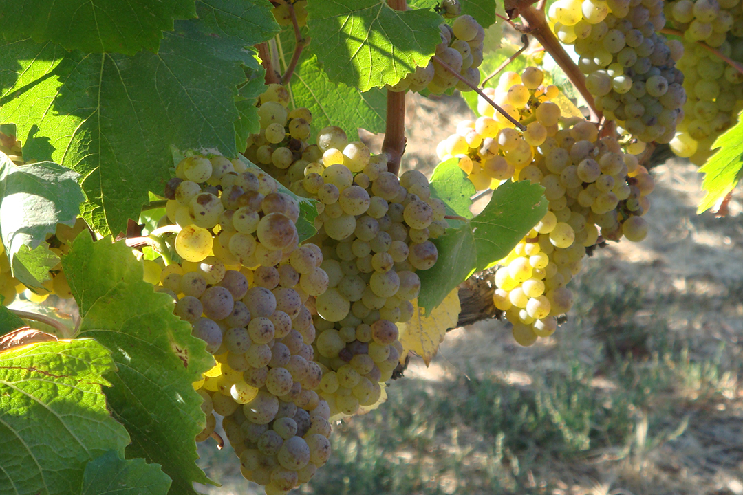 Chile, Veramonte Vineyards