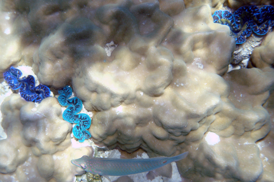 French Polynesia, Bora Bora, Barrier Reef Marine Life