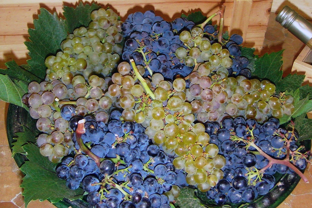 Chile, Veramonte Vineyard, Grapes