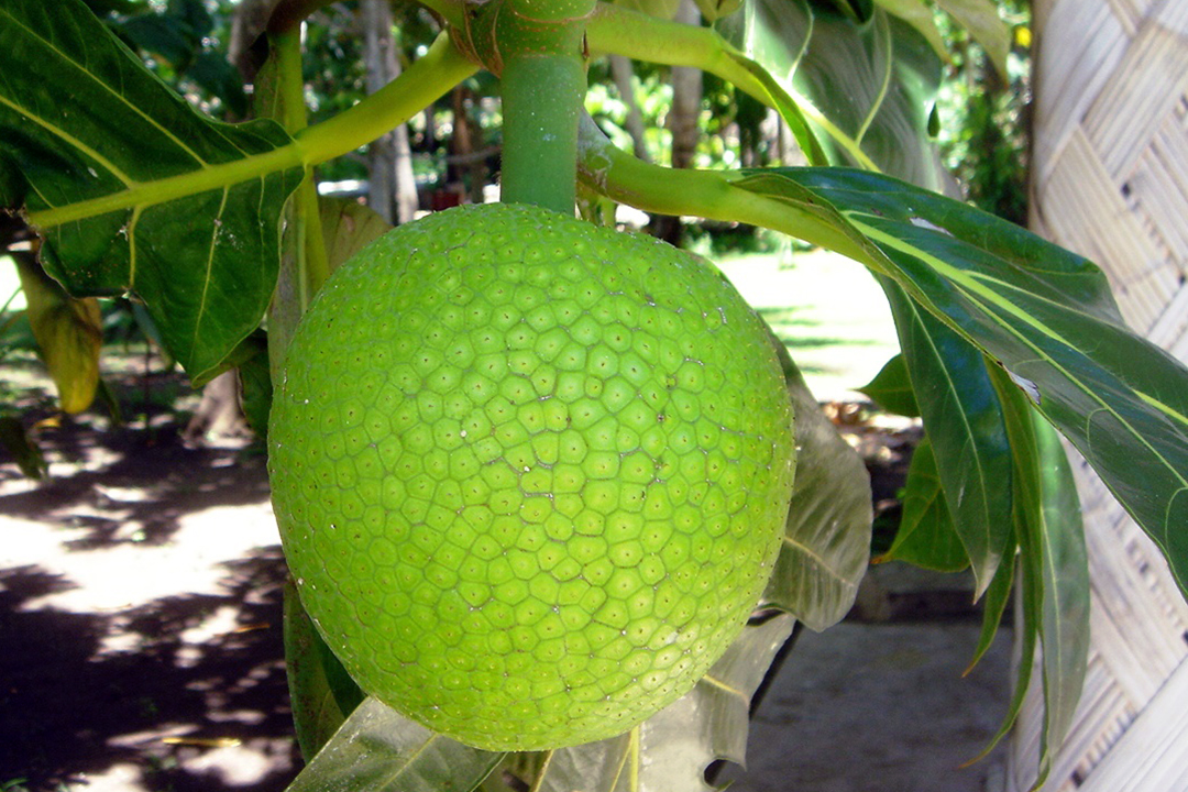 Fiji, Qamea Island, Bread Fruit