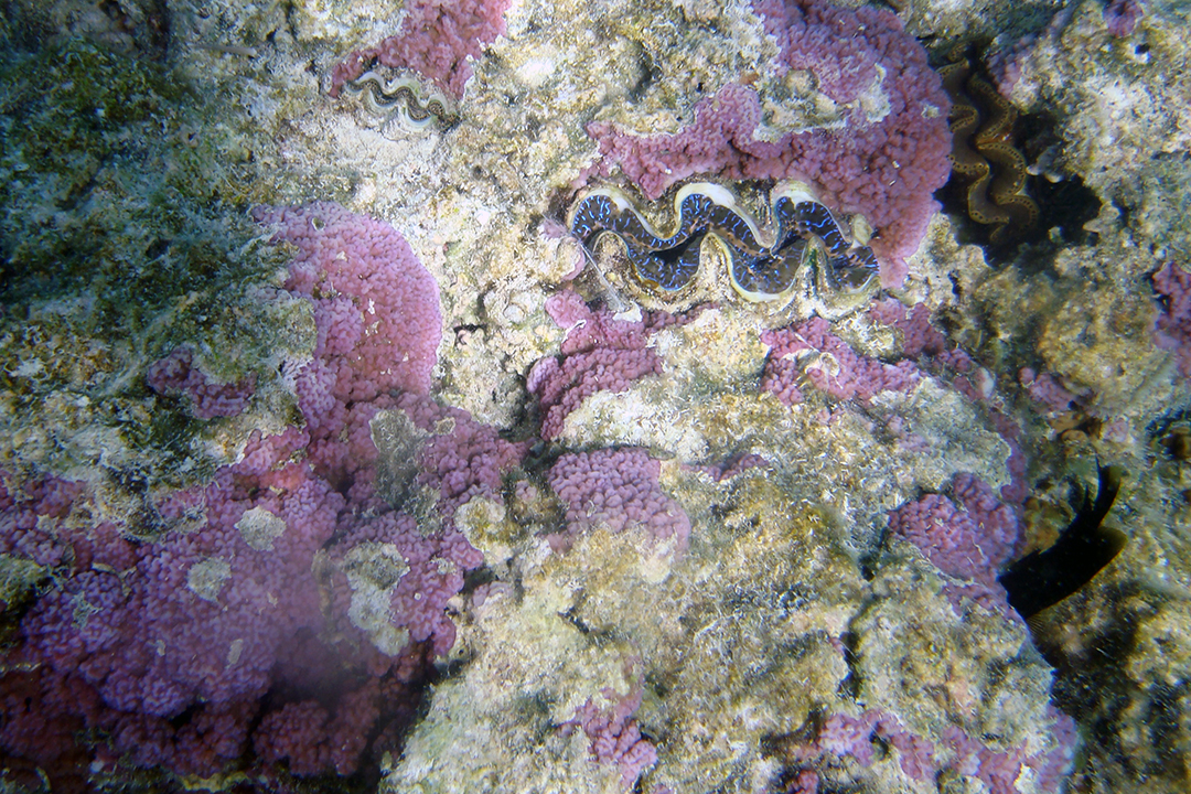 French Polynesia, Bora Bora, Barrier Reef Marine Life