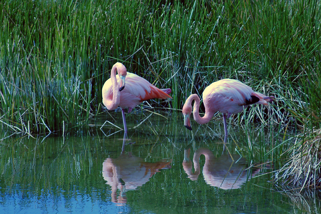 Ecuador, Galapagos, Isabela Island, Flamingos