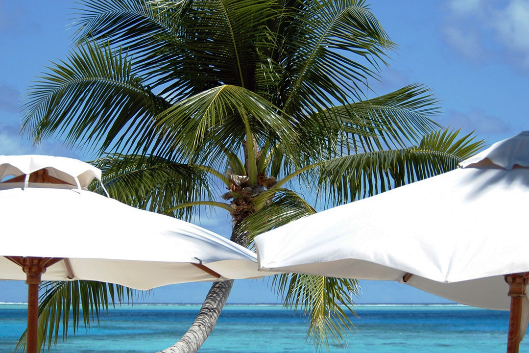 Maldives, Rangali Island, Palm Tree