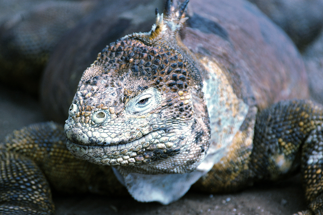 Ecuador, Galapagos, North Seymour Island, Land Iguana