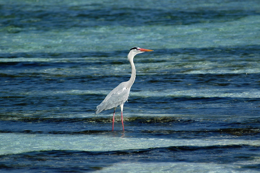 Maldives, Rangali Island, Grey Heron