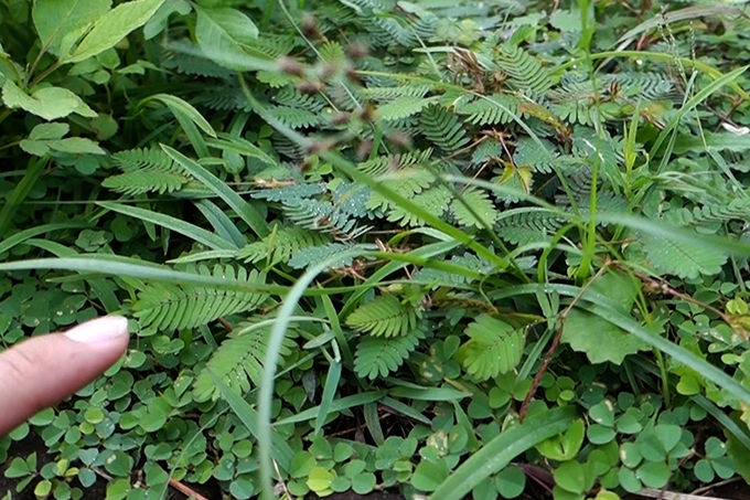 Mimosa Pudica (Sensitive Plant)