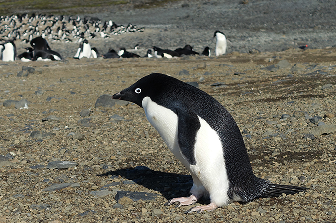 Antarctica, Adélie Penguins Colonies