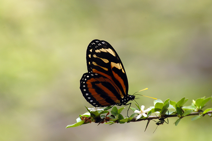Flora of Costa Rica Flowers and Monarch Butterfly