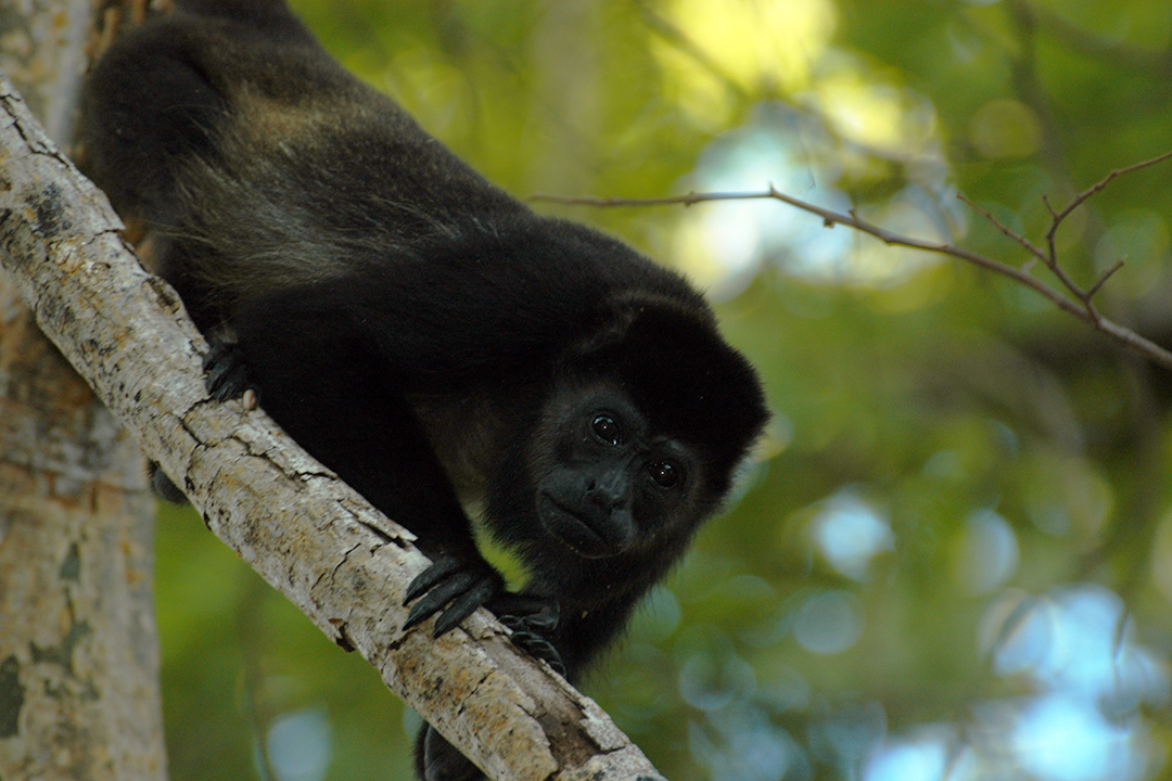 Fauna of Costa Rica, Mantled Howler Monkey