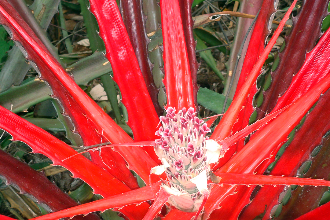 Flora of Costa Rica, Bromeliad