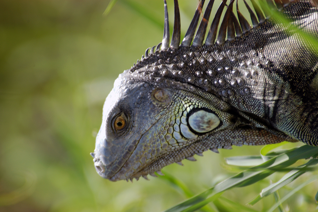Fauna of Costa Rica, Iguana