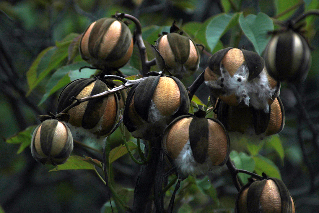 Flora of Costa Rica, Buttercup Tree Seed