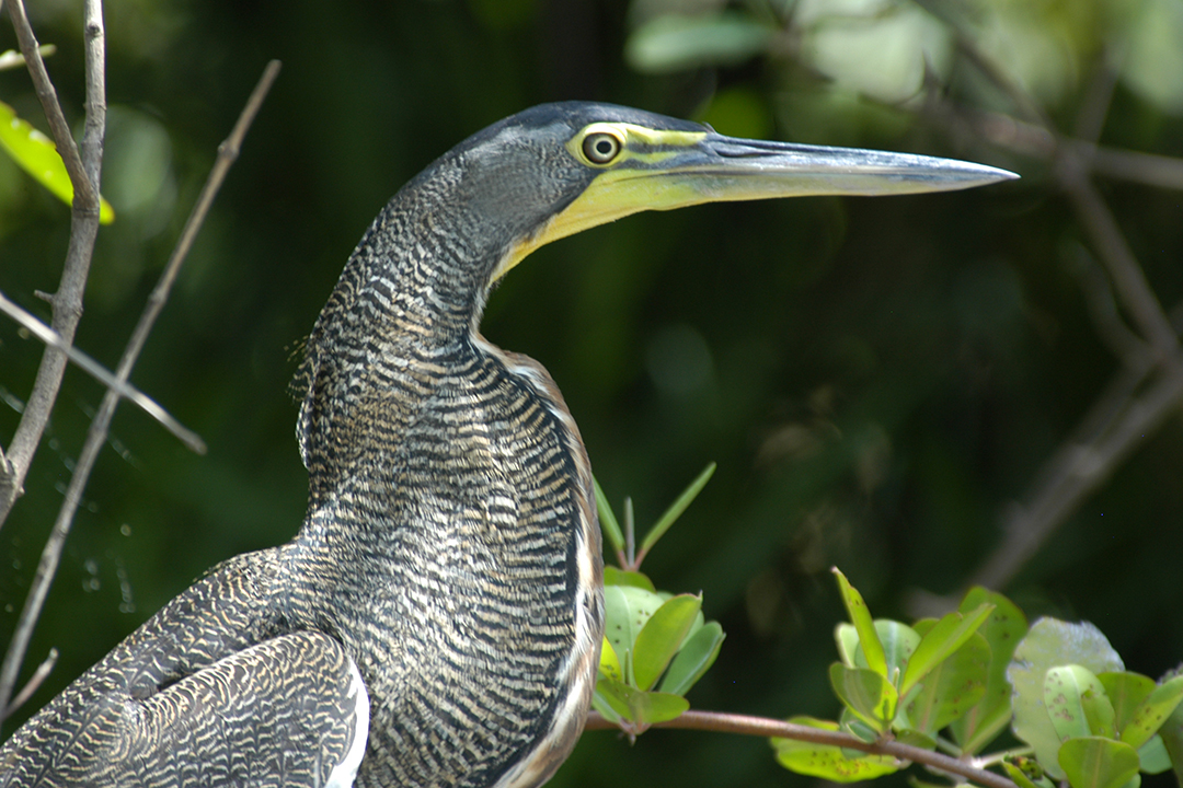 Fauna of Costa Rica, Bare-Throated Tiger-Heron