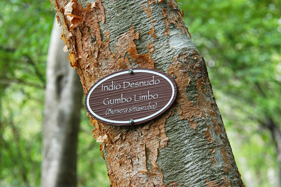 Flora of Costa Rica, Gumbo Limbo Tree