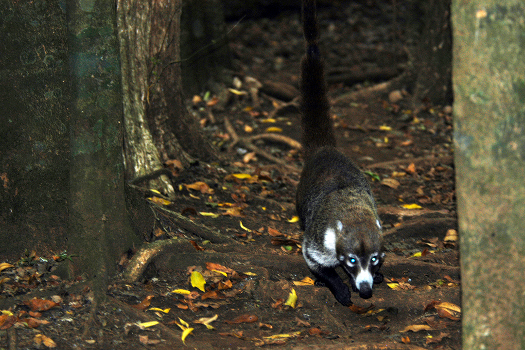 Fauna of Costa Rica, Coati